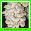 oyster mushroom compost block - product's photo
