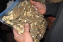 cornical morel mushroom - product's photo