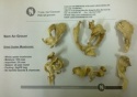 dry oyster mushrooms (pleurotus ostreatus) - product's photo