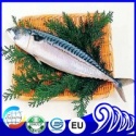 frozen seafood fish frozen mackerel - product's photo