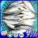 frozen fish whole round pacific mackerel - product's photo