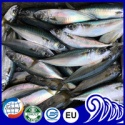 frozen horse mackerel fish - product's photo
