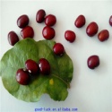 chinese high quality dark red kidney beans - product's photo