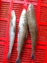 lizard fish - product's photo