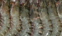 tiger prawn shrimp - product's photo