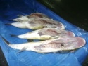 frozen puffer fish - product's photo
