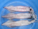 frozen whole needle squid - product's photo