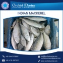 most demanded indian mackerel  - product's photo