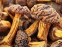 dried mushrooms / morels - product's photo