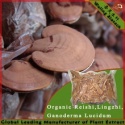 organic ganoderma reishi mushroom - product's photo