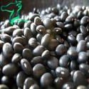 black beans or michgun beans - product's photo