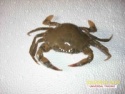 live mud crab - product's photo