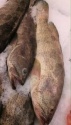 fresh chilled grouper - product's photo