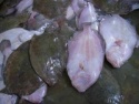 fresh sole fish - product's photo