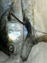 fresh king fish - product's photo