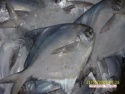 fresh chilled silvery white pomfret - product's photo