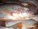 fresh red snapper - product's photo