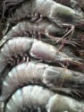 fresh black tiger prawn - product's photo