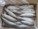  landfrozen mackerel fish - product's photo
