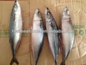 seafrozen mackerel fish - product's photo