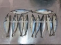 seafrozen mackerel fish - product's photo