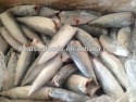 hgt mackerel fish - product's photo