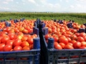 red color fresh tomato - product's photo