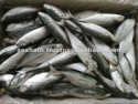 indian horse mackerel - product's photo