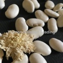 quality chinese large white kidney beans - product's photo