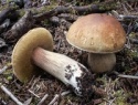 fresh king boletus mushrooms - product's photo