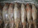 yellow croaker fish - product's photo
