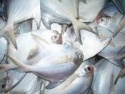 silver pomfret - product's photo