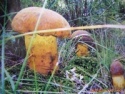 big size mushroom spawn - product's photo