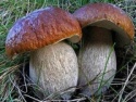 boletus mushrooms - product's photo