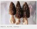 from high mountain forests morchella dried mushrooms big size - product's photo