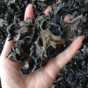 dried edible organic black fungus mushroom - product's photo