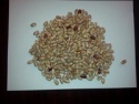 light speckled kidney beans - product's photo