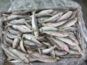 sardin fish - product's photo
