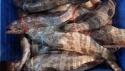 grouper fish - product's photo