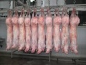 halal fresh/frozen sheep - product's photo