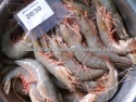 sea white shrimps frozen - product's photo
