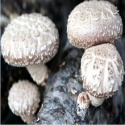 shiitake/oyster mushroom log - product's photo