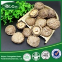 shiitake mushroom - product's photo