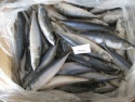 frozen food mackerel fish - product's photo