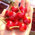 fresh canned cherry fruit with good quality and color for import - product's photo