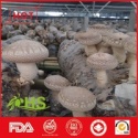 fungus fresh shiitake mushroom - product's photo
