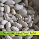 provide new crop white kidney beans baishake type product - product's photo