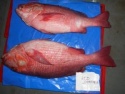 frozen red snapper - product's photo