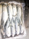frozen horse mackerel - product's photo