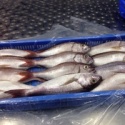 frozen white snapper whole - product's photo